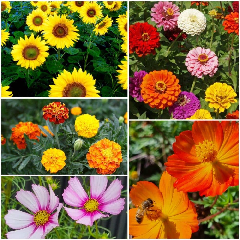 Bee Kind Australia - I Love You Mum - Wildflower Seeds: 0.5 Gram